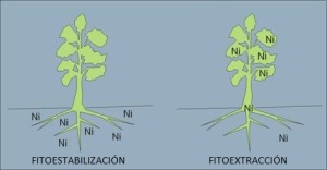 Comparación entre la fitoestabilización y la fitoextracción.