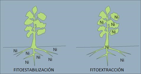 Comparación entre la fitoestabilización y la fitoextracción.